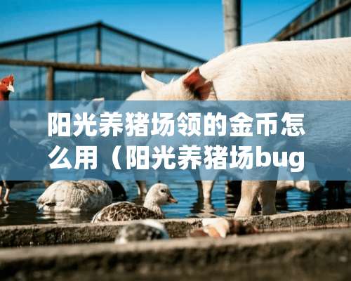 阳光养猪场领的金币怎么用（阳光养猪场bug）