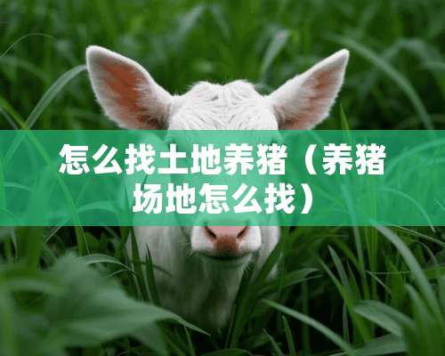 怎么找土地养猪（养猪场地怎么找）