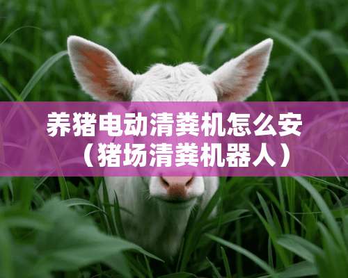 养猪电动清粪机怎么安（猪场清粪机器人）