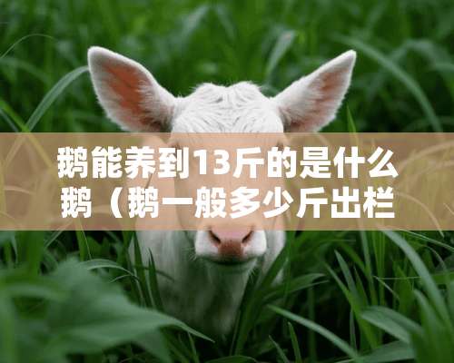 鹅能养到13斤的是什么鹅（鹅一般多少斤出栏）