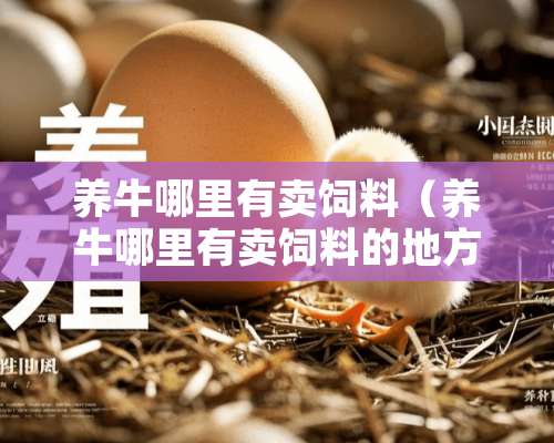 养牛哪里有卖饲料（养牛哪里有卖饲料的地方）