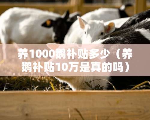 养1000鹅补贴多少（养鹅补贴10万是真的吗）