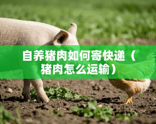 自养猪肉如何寄快递（猪肉怎么运输）