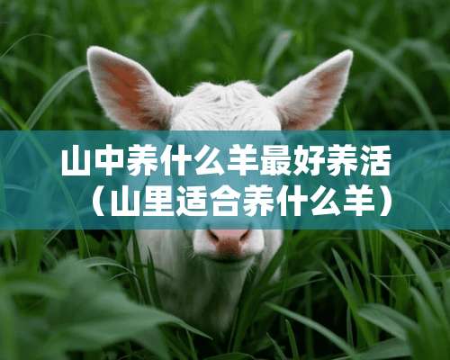 山中养什么羊最好养活（山里适合养什么羊）