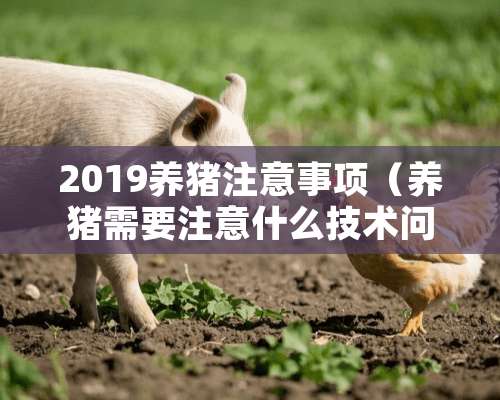 2019养猪注意事项（养猪需要注意什么技术问题）