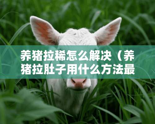 养猪拉稀怎么解决（养猪拉肚子用什么方法最快）