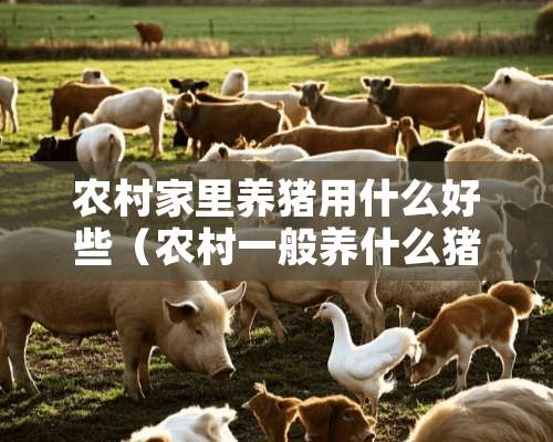 农村家里养猪用什么好些（农村一般养什么猪）