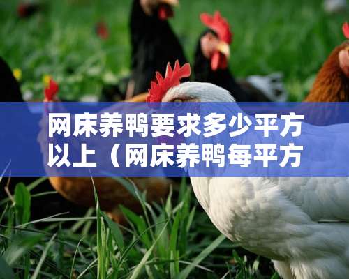 网床养鸭要求多少平方以上（网床养鸭每平方米能养多少只）