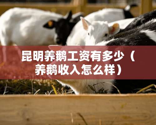 昆明养鹅工资有多少（养鹅收入怎么样）