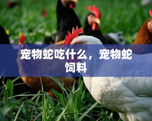 宠物蛇吃什么，宠物蛇饲料