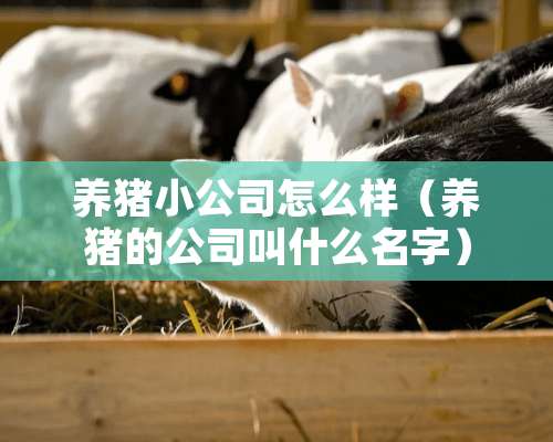 养猪小公司怎么样（养猪的公司叫什么名字）