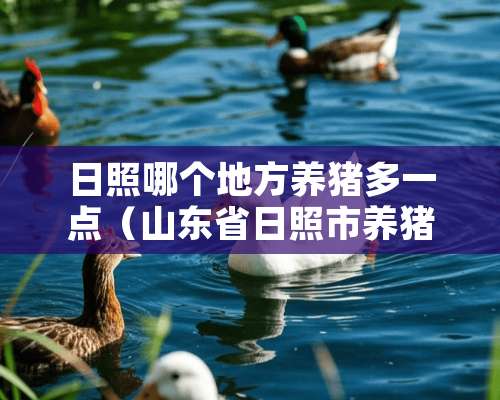 日照哪个地方养猪多一点（山东省日照市养猪最新政策）