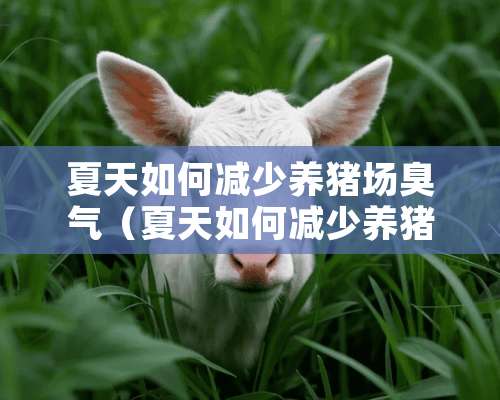 夏天如何减少养猪场臭气（夏天如何减少养猪场臭气的发生）