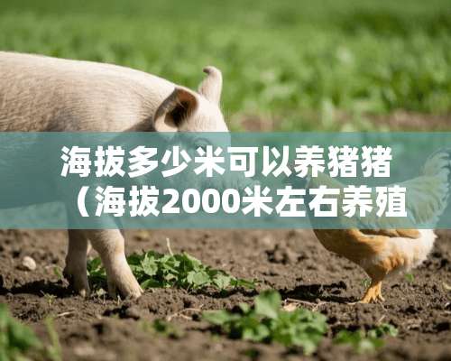 海拔多少米可以养猪猪（海拔2000米左右养殖什么）