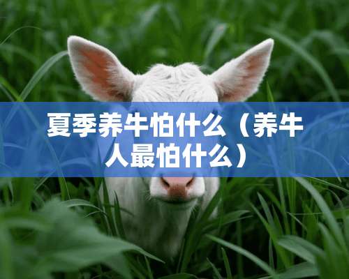 夏季养牛怕什么（养牛人最怕什么）