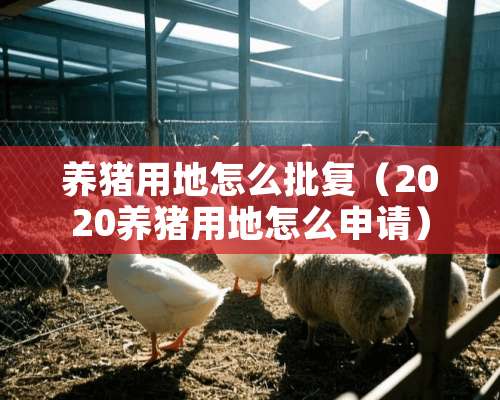 养猪用地怎么批复（2020养猪用地怎么申请）