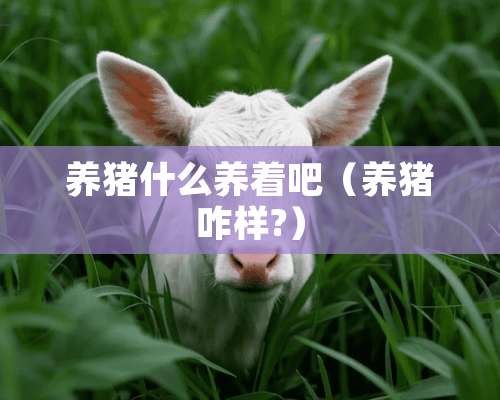 养猪什么养着吧（养猪咋样?）