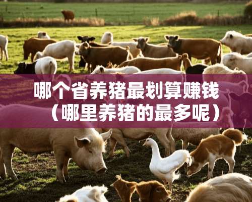 哪个省养猪最划算赚钱（哪里养猪的最多呢）