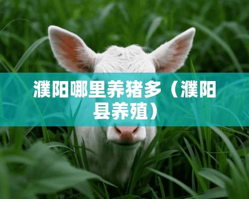 濮阳哪里养猪多（濮阳县养殖）