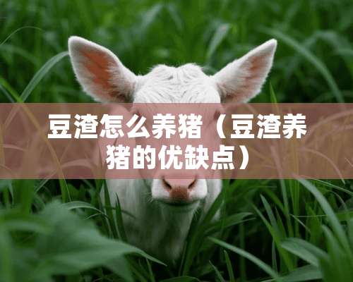 豆渣怎么养猪（豆渣养猪的优缺点）