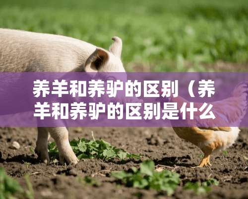 养羊和养驴的区别（养羊和养驴的区别是什么）