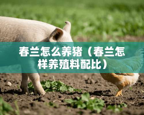 春兰怎么养猪（春兰怎样养殖料配比）