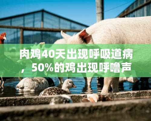 肉鸡40天出现呼吸道病，50%的鸡出现呼噜声，死亡率上升，什么疫苗都做了，不知道该用用么要好？