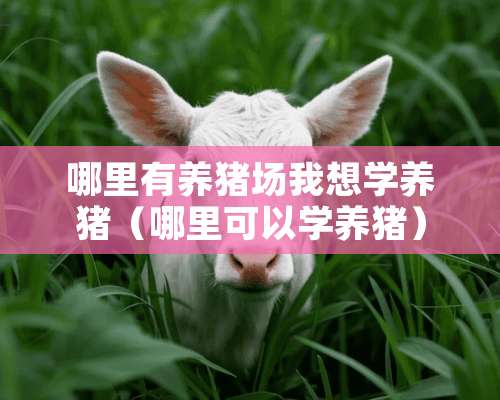 哪里有养猪场我想学养猪（哪里可以学养猪）