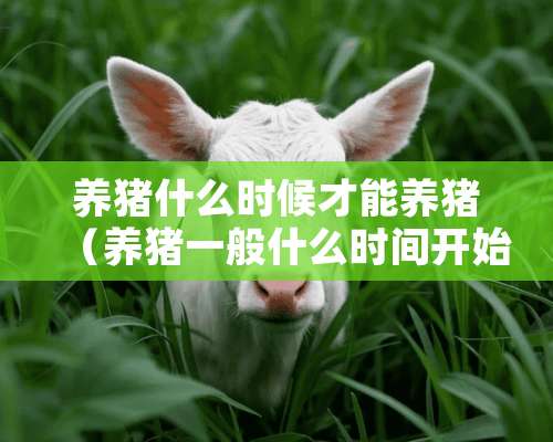 养猪什么时候才能养猪（养猪一般什么时间开始）