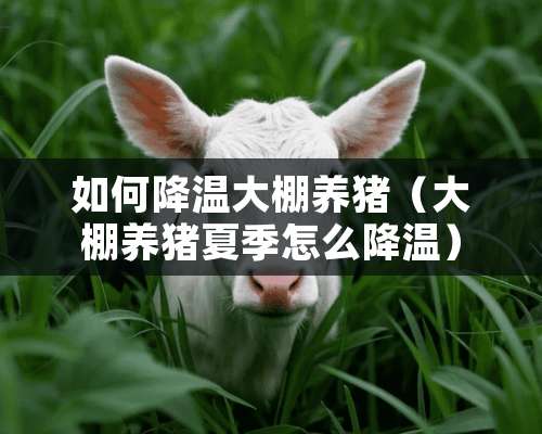 如何降温大棚养猪（大棚养猪夏季怎么降温）