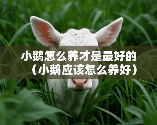 小鹅怎么养才是最好的（小鹅应该怎么养好）