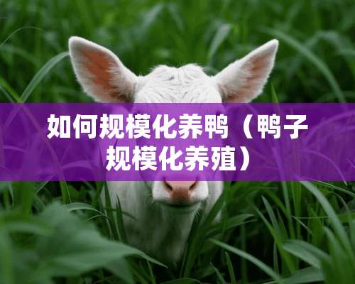 如何规模化养鸭（鸭子规模化养殖）