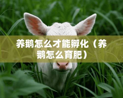 养鹅怎么才能孵化（养鹅怎么育肥）