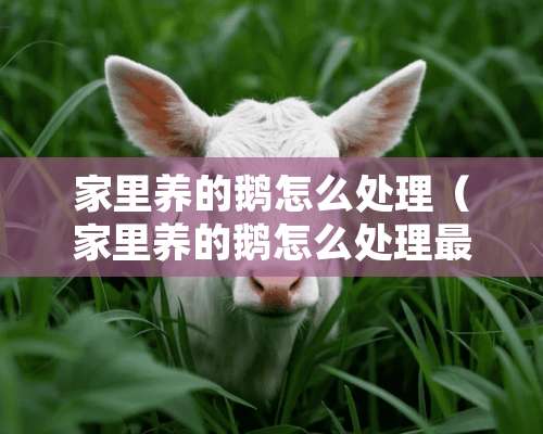 家里养的鹅怎么处理（家里养的鹅怎么处理最好）