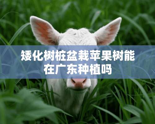 矮化树桩盆栽苹果树能在广东种植吗