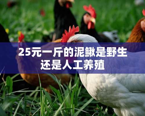 25元一斤的泥鳅是野生还是人工养殖