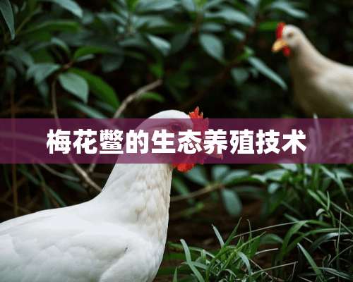 梅花鳖的生态养殖技术