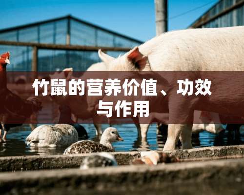 竹鼠的营养价值、功效与作用