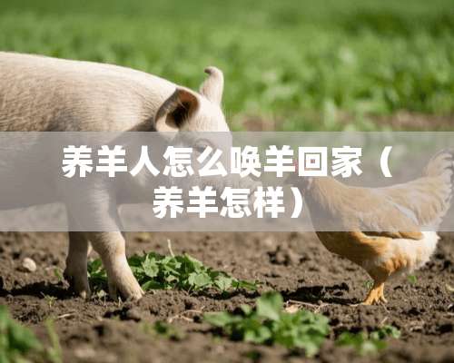 养羊人怎么唤羊回家（养羊怎样）