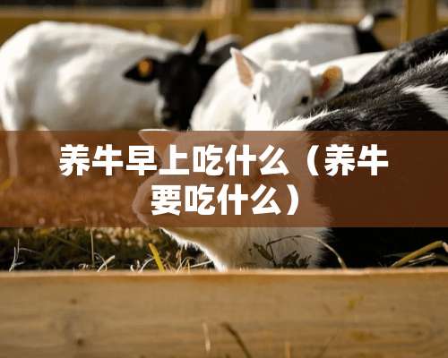 养牛早上吃什么（养牛要吃什么）