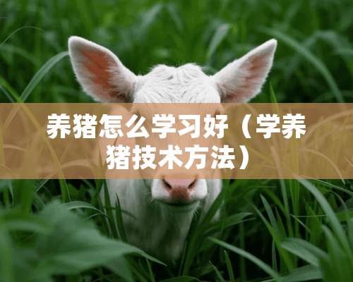 养猪怎么学习好（学养猪技术方法）