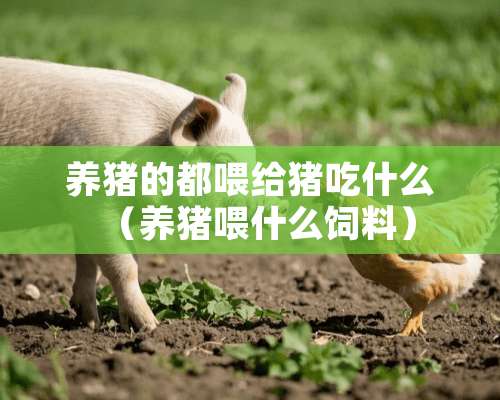 养猪的都喂给猪吃什么（养猪喂什么饲料）