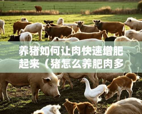 养猪如何让肉快速增肥起来（猪怎么养肥肉多）