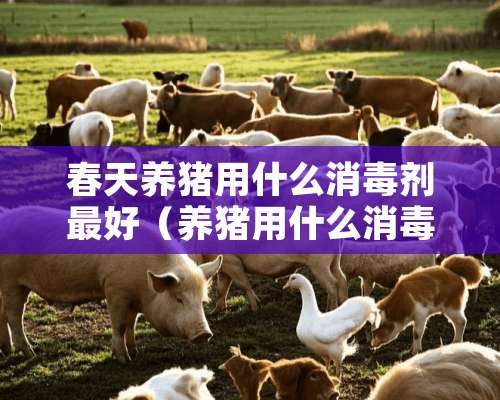 春天养猪用什么消毒剂最好（养猪用什么消毒液最好）