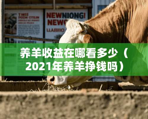 养羊收益在哪看多少（2021年养羊挣钱吗）