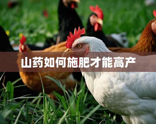 山药如何施肥才能高产