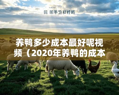 养鸭多少成本最好呢视频（2020年养鸭的成本与利润）