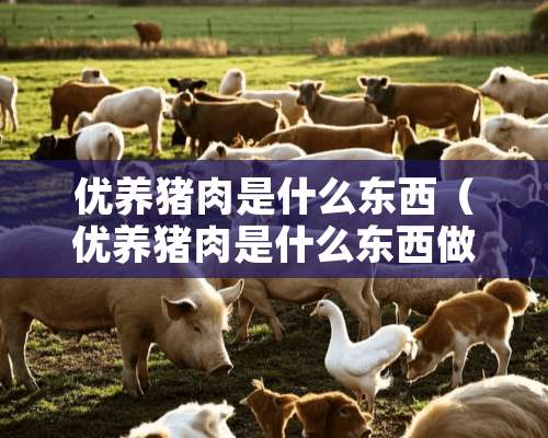 优养猪肉是什么东西（优养猪肉是什么东西做成的）