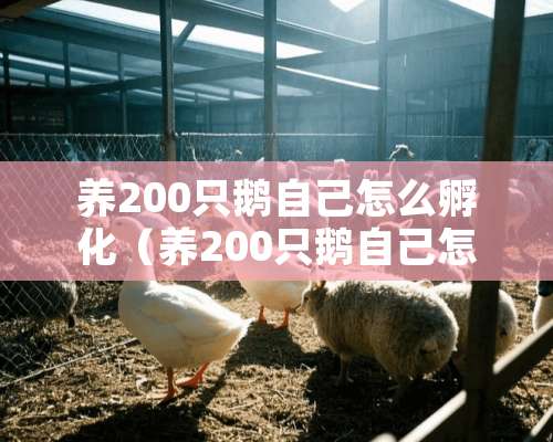 养200只鹅自己怎么孵化（养200只鹅自己怎么孵化的）