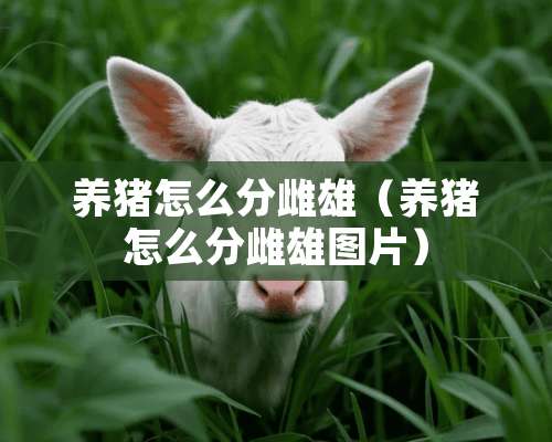 养猪怎么分雌雄（养猪怎么分雌雄图片）